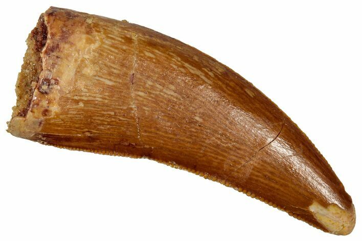 Serrated, Theropod (Deltadromeus?) Tooth - Morocco #341234